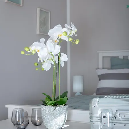 Palmera Villa Palma de Mallorca