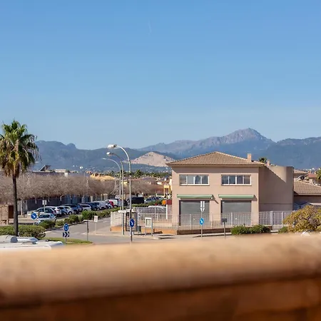 Palmera Palma de Mallorca